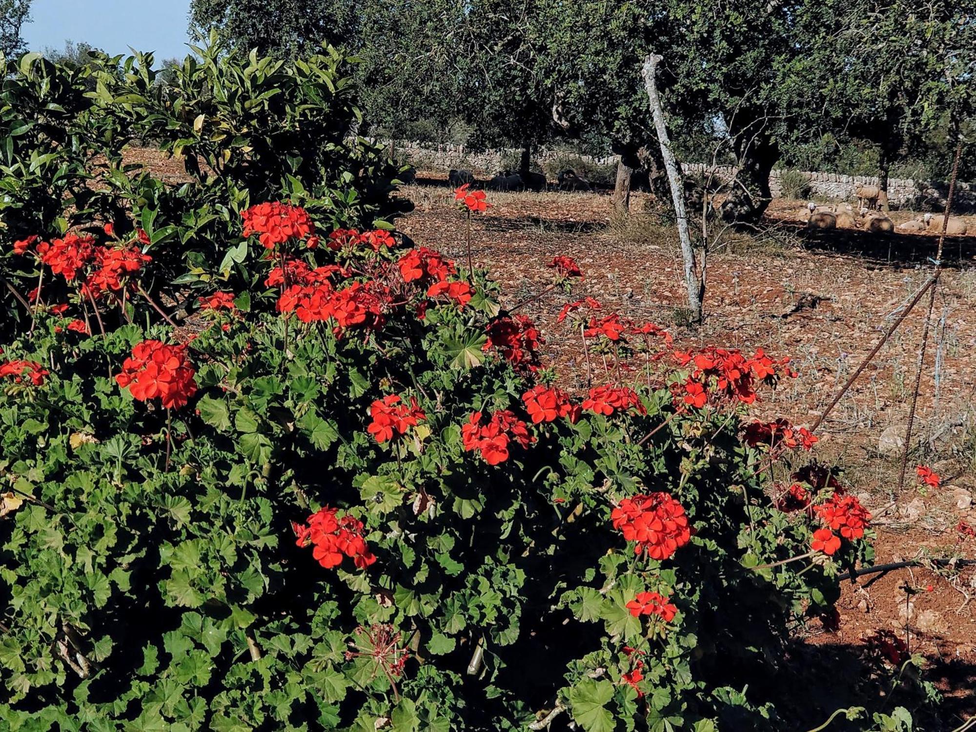 Finca Son Marimon (Adults Only) Santanyí Kültér fotó
